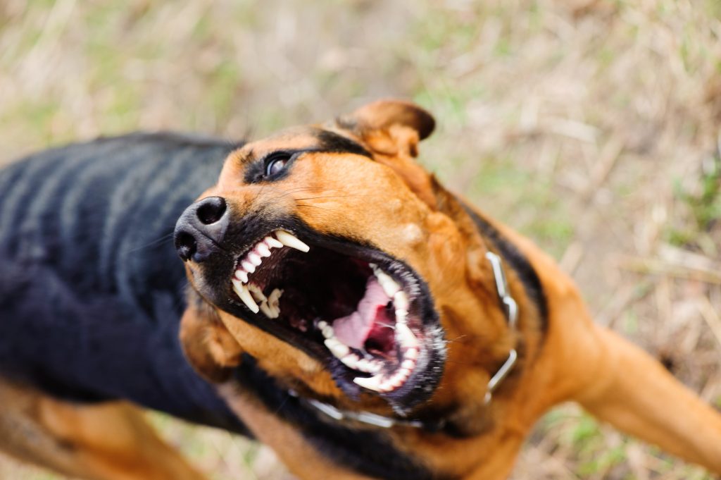 Fielding Law Dog Attack